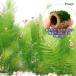( водоросли )* выращивание settled * жизнь мульти- ( чай ) Willow Moss (1 шт )+ жизнь мульти- ( чай )matsumo Mini (1 шт )( подводный лист )( нет пестициды )(1 комплект )