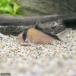( тропическая рыба ) Corydoras * David Sanji .( wild )(1 шт ) Hokkaido * Kyushu авиапочта необходимо теплоизоляция 