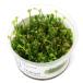( водоросли ) организация разведение 1-2-GROW!dowa-f вода clover Toro pika производства ( нет пестициды )(1 cup ) 010B TC