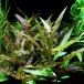( водоросли ) Cryptocoryne pigma воздушный Шри-Ланка рейс ( подводный лист )(1 АО )