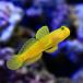 ( saltwater fish ) silver ga is ze yellow (1 pcs )