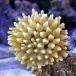 ( saltwater fish ) coral iso silver tea kM size (1 pcs ) less .. animal 