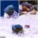 ( saltwater fish ).* hermit crab cleaner set M size koke* bottom sand. cleaning (1 set )