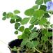 ( декоративное растение ) трава рассада голубой clover 3 номер (1 pot )