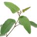 ( decorative plant ) eucalyptus lemon eucalyptus ( lemon bush ) 3~3.5 number (1 pot ) kitchen garden o-ji- plant 