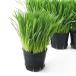 ( декоративное растение ) длина . можно выбрать домашнее животное стакан . пшеница ( длина .) 3 номер (1 pot ) нет пестициды 