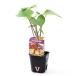 ( декоративное растение ) овощи рассада батат .. ..3 номер (1 pot ) PVP огород 
