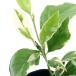 ( декоративное растение ) фруктовое дерево рассада лимон розовый remone-do3~4 номер (1 pot ) огород фрукты фрукты 
