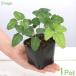 ( луговые и горные травы ) бонсай три лист akebi рассада 3 номер (1 pot )
