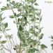 ( decorative plant ) herb seedling cat time 3 number (1 pot ) kitchen garden 