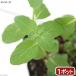 ( decorative plant ) herb seedling mint Japan is ka. sickle kama .3 number (1 pot ) kitchen garden 