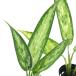 ( террариум ) UGG laonema серебряный Queen (1 pot ) Hokkaido авиапочта необходимо теплоизоляция 
