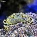 ( морская рыба ) краб Okinawa производство common gani(1 шт )