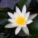 ( biotope ) water lily . water lily (hime water lily ) white snow * Princess tag attaching (1 pot )