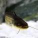 ( freshwater fish )namaz(3 pcs )