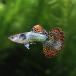 ( тропическая рыба ) красный Dragon * Guppy ( местного производства Guppy )(1 пара ) Hokkaido * Kyushu авиапочта необходимо теплоизоляция 