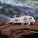 ( тропическая рыба ) Corydoras *e Liza e( bleed )(1 шт ) Hokkaido авиапочта необходимо теплоизоляция 