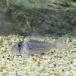 ( тропическая рыба ) Corydoras * Louis - The ( bleed )(1 шт ) Hokkaido * Kyushu авиапочта необходимо теплоизоляция 