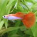 ( тропическая рыба )mikalif Rainbow Guppy мужской ( иностранного производства )(5 шт ) Hokkaido * Kyushu авиапочта необходимо теплоизоляция 
