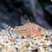 ( тропическая рыба ) Corydoras sp. long donia2( wild )(1 шт )