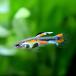 ( тропическая рыба )poe сверло asp.bita-94 new( местного производства Guppy )(1 пара ) Hokkaido авиапочта необходимо теплоизоляция 