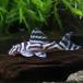 ( тропическая рыба ) super imperial Zebra Plecostomus L-173ai постоянный частота ( bleed )(1 шт ) Hokkaido авиапочта необходимо теплоизоляция 