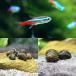 ( тропическая рыба ) neon Tetra (10 шт )+(B товар ) случайный kanoko.(4 шт ) Hokkaido авиапочта необходимо теплоизоляция 