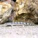 ( тропическая рыба ) поли pterus* Dell heji.ML размер ( примерно 15~20cm)( bleed )(1 шт ) Hokkaido * Kyushu авиапочта необходимо теплоизоляция 