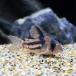 ( тропическая рыба ) Corydoras * super Anne Cesta -( bleed )(1 шт ) Okinawa доставка отдельно Hokkaido авиапочта необходимо теплоизоляция 