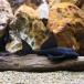 ( тропическая рыба ) Gulliver * Plecostomus to kanchi ns( wild )(1 шт ) Hokkaido авиапочта необходимо теплоизоляция 