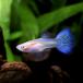 ( тропическая рыба )RREA US голубой Delta * Guppy ( местного производства Guppy )(1 пара ) Hokkaido авиапочта необходимо теплоизоляция 