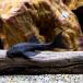 ( тропическая рыба ) Gulliver * Plecostomus sing-( wild )(1 шт ) Hokkaido авиапочта необходимо теплоизоляция 