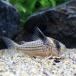 ( тропическая рыба ) Corydoras *s Lee la Impala rerus( wild )(1 шт ) Hokkaido авиапочта необходимо теплоизоляция 
