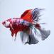 ( тропическая рыба ) один пункт предмет обыкновенный карп бойцовая рыбка super Delta tail koi цвет nimo( сладости -) мужской (1 шт ) Hokkaido * Kyushu авиапочта необходимо теплоизоляция 