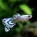 ( тропическая рыба ) L серебристый lado слоновая кость mo The ik Guppy ( местного производства Guppy )(1 пара ) Hokkaido * Kyushu авиапочта необходимо теплоизоляция 