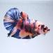 ( тропическая рыба ) один пункт предмет бойцовая рыбка * половина moon pra cut orange & голубой мрамор мужской (1 шт ) Hokkaido * Kyushu авиапочта необходимо теплоизоляция 
