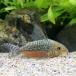 ( тропическая рыба ) Corydoras *ge Lee (1 шт ) Okinawa доставка отдельно Hokkaido авиапочта необходимо теплоизоляция 