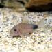 ( тропическая рыба ) Corydoras * новый violet ( bleed )(1 шт ) Hokkaido авиапочта необходимо теплоизоляция 
