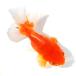 ( золотая рыбка ).. Голландия Lion Mask rose tail Indonesia производство 15cm±(1 шт )