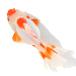 ( золотая рыбка ).. Голландия Lion Mask rose tail Indonesia производство 15cm±(1 шт )