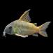 ( тропическая рыба ) один пункт предмет Corydoras темно синий ko roll ( wild ) примерно 7cm(1 шт ) Hokkaido авиапочта необходимо теплоизоляция 