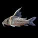 ( тропическая рыба ) один пункт предмет Corydoras ro бустер s( wild ) примерно 9cm(1 шт ) Hokkaido авиапочта необходимо теплоизоляция 