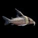 ( тропическая рыба ) один пункт предмет Corydoras ro бустер s( wild ) примерно 9cm(1 шт ) Hokkaido авиапочта необходимо теплоизоляция 