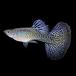 ( тропическая рыба ) один пункт предмет лиловый Cobra * Guppy ( Thai производство )(1 пара )