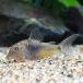 ( тропическая рыба ) Corydoras sp.ya медведь ( wild )(1 пара ) Hokkaido авиапочта необходимо теплоизоляция Okinawa доставка отдельно 