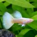 ( тропическая рыба )RREA* полный белый * Guppy ( местного производства Guppy )(1 пара ) Hokkaido авиапочта необходимо теплоизоляция 