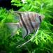 ( тропическая рыба )dumelili*enzeru рыба ( wild )(3 шт ) Hokkaido авиапочта необходимо теплоизоляция 