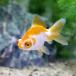 ( domestic production goldfish )... eyes gold (1 pcs )