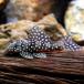 ( тропическая рыба )en Press спот * Magnum Plecostomus ( wild )(1 шт ) Hokkaido авиапочта необходимо теплоизоляция 