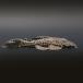 ( тропическая рыба ) один пункт предмет Dragon высокий ласты Leopard * отделка 12~13cm(1 шт ) Hokkaido авиапочта необходимо теплоизоляция 